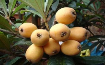 种枇杷的作文模板7篇