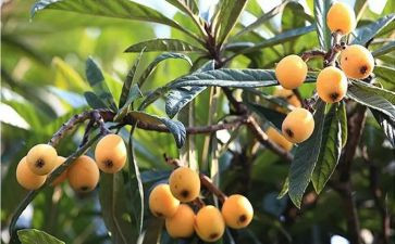 种枇杷的作文推荐7篇