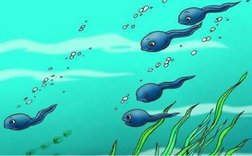 小蝌蚪活动教案8篇