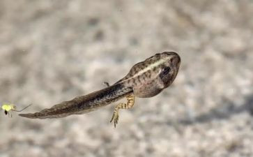 小蝌蚪中班科学教案8篇