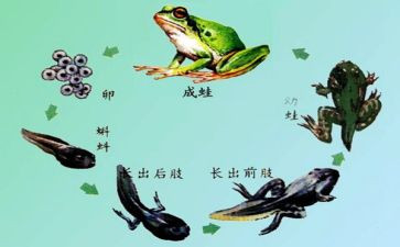 小蝌蚪故事教案5篇
