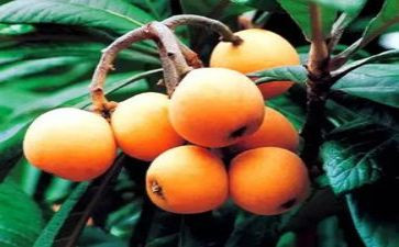 种枇杷的作文8篇