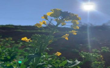 2024幼儿园3月计划6篇