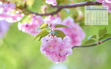 4月学校安全工作总结模板6篇