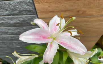 百合花读后感8篇