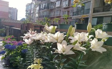 读《百合花》读后感7篇