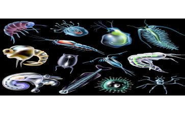 八上生物工作计划精选6篇