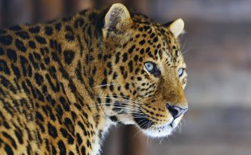 雪域豹影读后感模板6篇