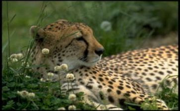 读雪域豹影的读后感6篇