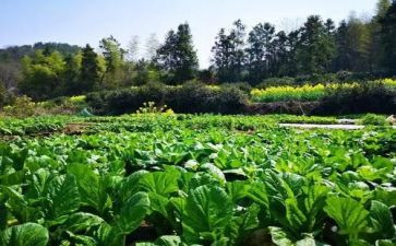 介绍一种蔬菜作文8篇