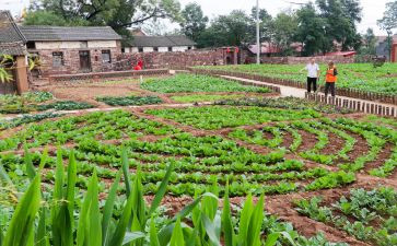 浇菜园作文优秀8篇