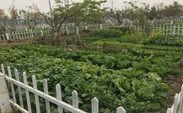 逛菜园教案精选8篇