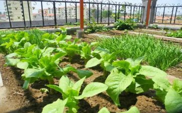 浇菜园作文参考5篇