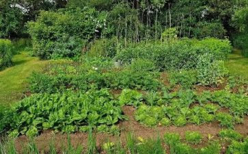 奶奶的小菜园的作文7篇