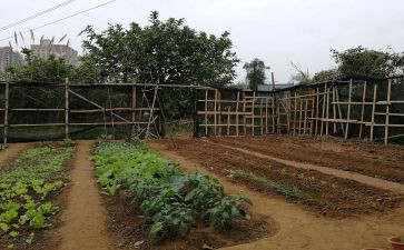 浇菜园作文最新6篇