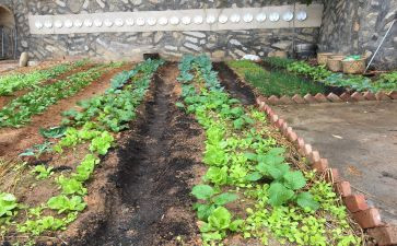 奶奶的小菜园的作文最新6篇