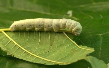 中班关于蚕的语言教案精选5篇