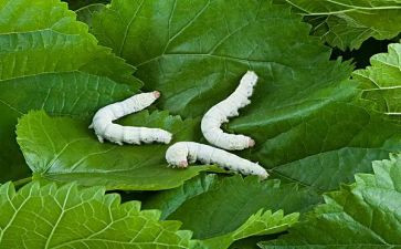 蚕茧收购合同5篇