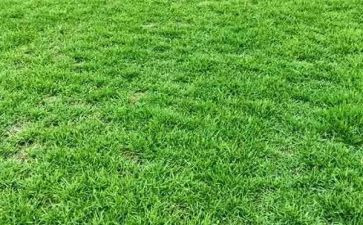 草的调查报告优质8篇