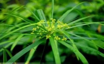 读了草房子的心得体会作文7篇