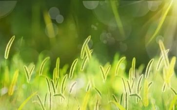 ?w草房子读后感8篇