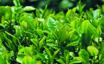 与茶有关的演讲稿6篇