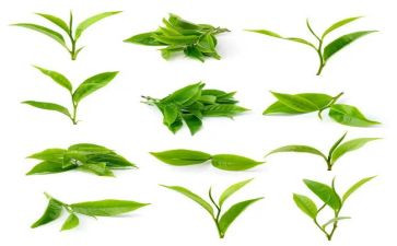 茶讲座心得体会7篇