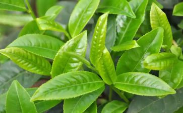 茶的活动方案通用8篇