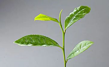 茶讲座心得体会推荐5篇
