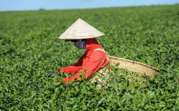 关于茶的工作总结5篇