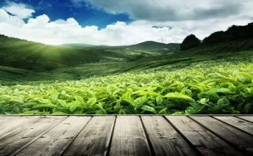 关于茶的工作总结精选5篇