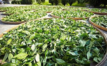 凉茶文化心得体会8篇