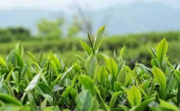 与茶有关的演讲稿模板5篇