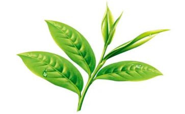 与茶有关的演讲稿推荐5篇