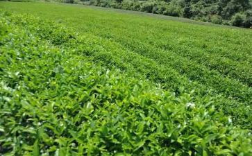 奶茶店报告总结5篇