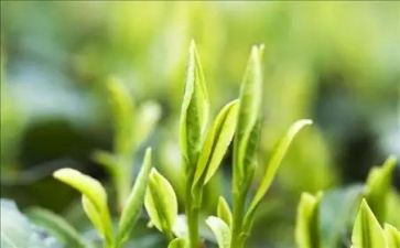 与茶有关的演讲稿优质7篇