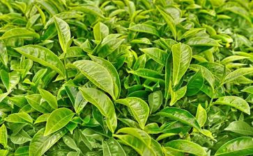 关于茶的调研报告5篇