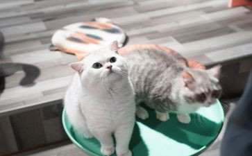 养宠物猫作文优秀8篇