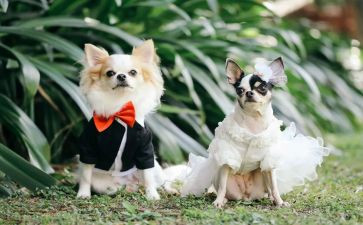 写宠物的作文最新8篇