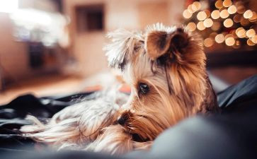 写宠物的作文优质5篇