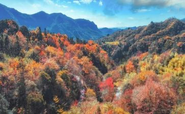 重阳节登高活动方案7篇