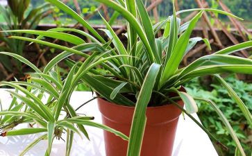 我家的吊兰花作文6篇