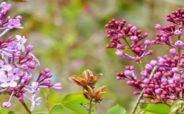 丁香花开了作文5篇