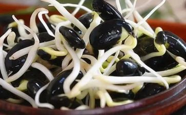 豆芽成长记作文7篇