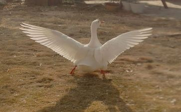 吹小号天鹅读后感8篇