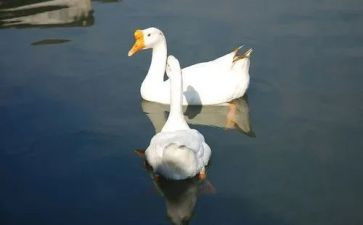 天鹅读后感模板7篇