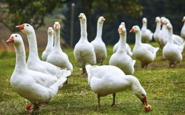 天鹅读后感参考5篇