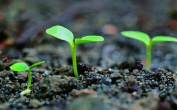 种子发芽了教案5篇