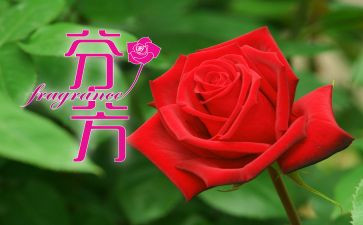 芬芳观后感6篇