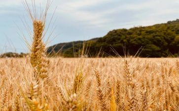 秋天的丰收作文参考8篇